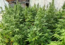 Разбиха ферма за канабис в село край Бургас