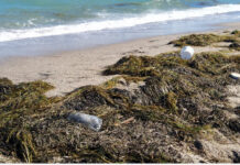 Необичайно голямо количество водорасли посрещат първите плажуващи в Бургас