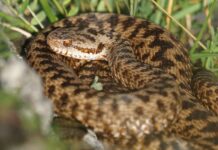 Първи случай на ухапан от змия по българското черноморие