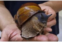 Гигантски африкански охлюви ще покаже на изложба в Бургас биологът Ростислав Траянов