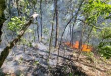 Извънредно! Пламна широколистна гора край Атия