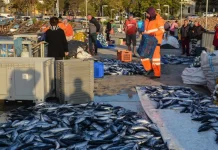 Рибари от Приморско и Царево се противопоставят на идеята за морски резерват в Черно море