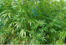 Служители на ОД на МВР Бургас разкриха голяма оранжерия за наркотици в село Винарско