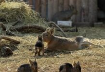 Три нови бебета зарадваха тази сутрин собствениците на Зоопарк Бургас