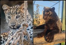 Посетителите на Зоопарк Бургас се радват на нов леопард