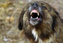 Озверяло куче нападна жена и домашните ѝ любимци в Бургас