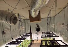 Двойно обвинение за 47-годишен мъж от Несебър за най-голямата оранжерия за коноп в Бургаска област