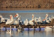 Нова гнездова колония на къдроглави пеликани се появи край Бургас след близо 80 години