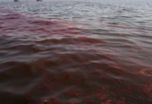 Петролният разлив в Черно море няма да достигне българското крайбрежие