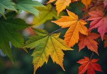 Пролетно затопляне през януари