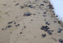 Мазут замърси плаж „Харманите“ край Созопол