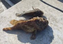 Незаконни хрилни мрежи открити в акваторията на пристанище Несебър