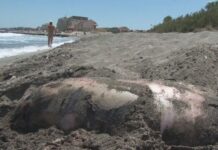 Мъртъв делфин от вида Афала открит на плажа край Алепу