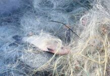 Инспектори на ИАРА – Бургас иззеха три хрилни мрежи от язовир „Мандра“