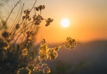 Горещо и слънчево време обхваща страната, термометрите скачат до 39 градуса