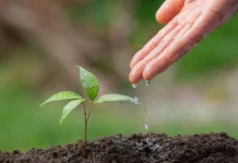 Зелена мисия в Бургас: Присъедини се към засаждането на дръвчета