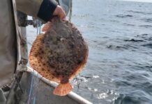 От 15 април започва забраната за улов на калкан в Черно море