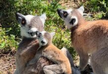 Бейби бум в Зоопарк – Бургас: Малките обитатели пленяват сърцата на посетителите