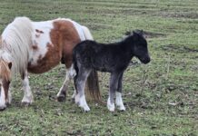 Бейби бум в Зоопарк Бургас: Десетки новородени радват посетителите