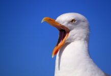 Задържан е мъж, застрелял гларус в Бургас и изхвърлил тялото в контейнер