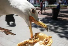 Гларуси нападат минувачи в Бургас в търсене на храна