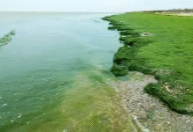 Плажът на „Слънчев бряг“ позеленя от водорасли: Няма опасност за туристите