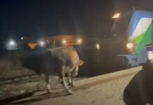 Стадо крави спря бързия влак Бургас – София на гара „Искър“