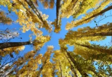 Слънчево и топло време – България се наслаждава на златна есен