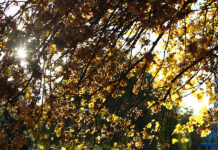 Слънчеви часове в по-голямата част от страната, вятър в Западна България