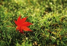 Слънчево време след нощното clearing, студено начало на деня и приятни ноемврийски температури